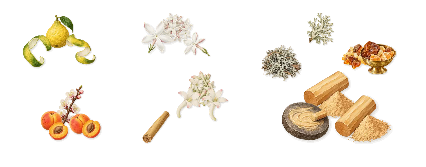 Carolina Herrera’s scent picture, a draft: bergamot, apricot, tuberose, jasmine, sandalwood, amber drawn so far; dashed outlines where nothing is drawn yet