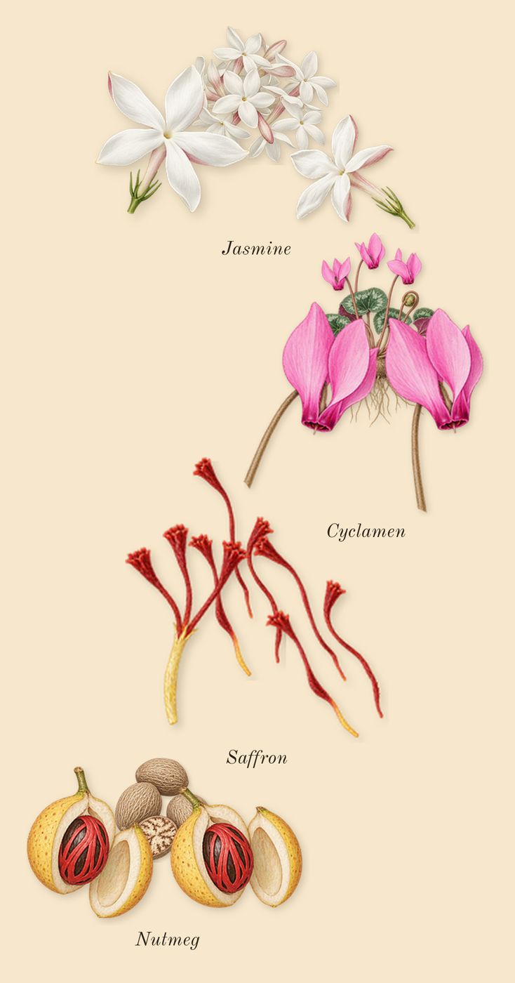 CH Men, heart: Saffron, Cyclamen, Nutmeg, Jasmine
