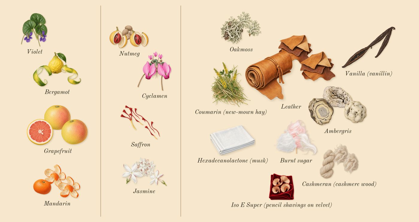 CH Men’s scent picture, a draft: grapefruit, violet, saffron, cyclamen, cashmeran (cashmere wood), leather drawn so far; dashed outlines where nothing is drawn yet