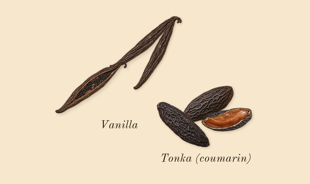 Good Girl Blush, dry-down: Vanilla, Tonka (coumarin)