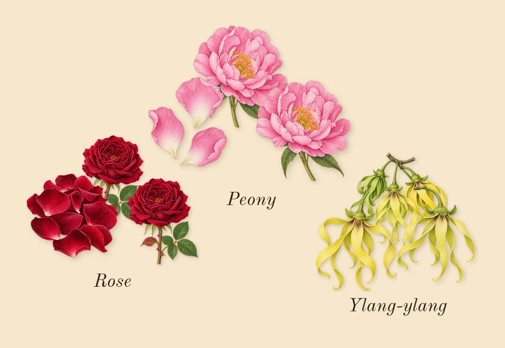 Good Girl Blush, heart: Ylang-ylang, Peony, Rose