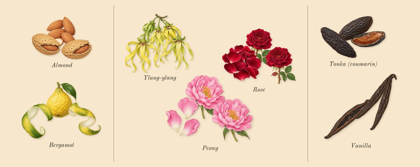 Good Girl Blush’s scent picture, a draft: bergamot, almond, ylang-ylang, peony, vanilla, tonka (coumarin) drawn so far; dashed outlines where nothing is drawn yet