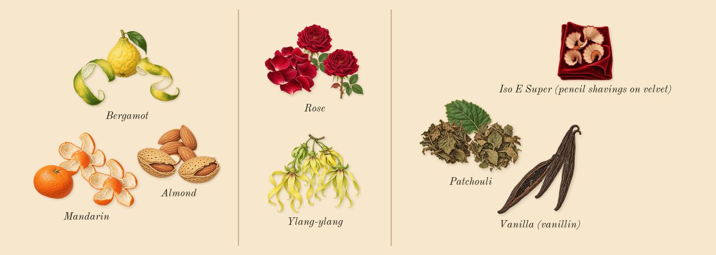 Good Girl Blush Elixir’s scent picture, a draft: bergamot, almond, rose, ylang-ylang, vanilla (vanillin), patchouli drawn so far; dashed outlines where nothing is drawn yet