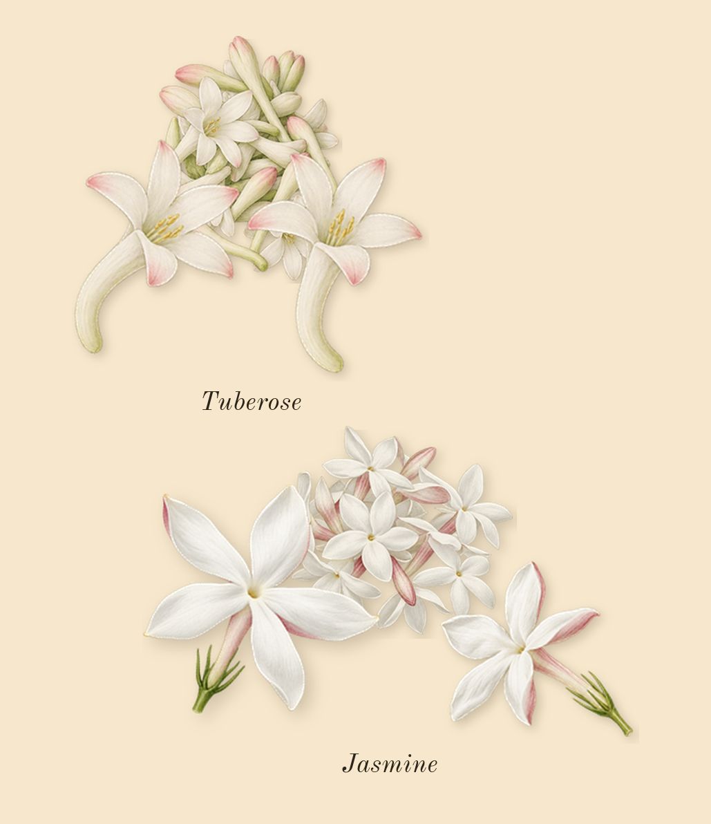 Good Girl, heart: Jasmine, Tuberose