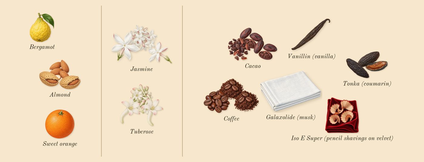 Good Girl’s scent picture, a draft: almond, jasmine, tuberose, tonka (coumarin), cacao, coffee drawn so far; dashed outlines where nothing is drawn yet