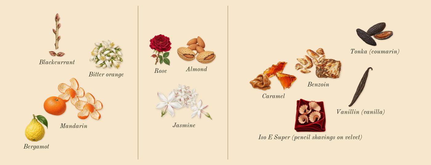 Good Girl Jasmine Absolute’s scent picture, a draft: mandarin, blackcurrant, jasmine, almond, caramel, tonka (coumarin) drawn so far; dashed outlines where nothing is drawn yet