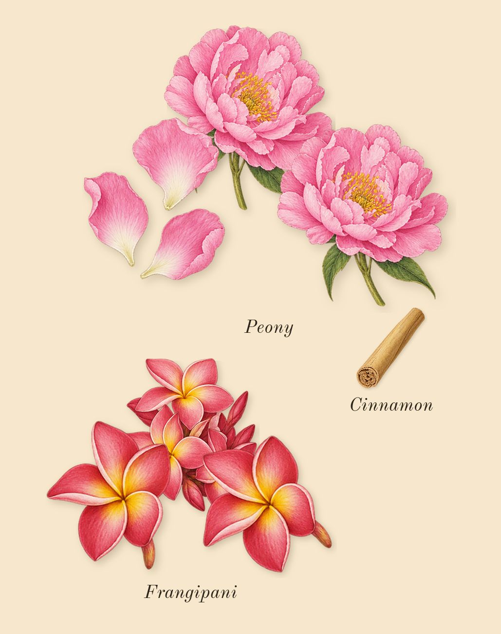 La Bomba, heart: Peony, Frangipani, Cinnamon