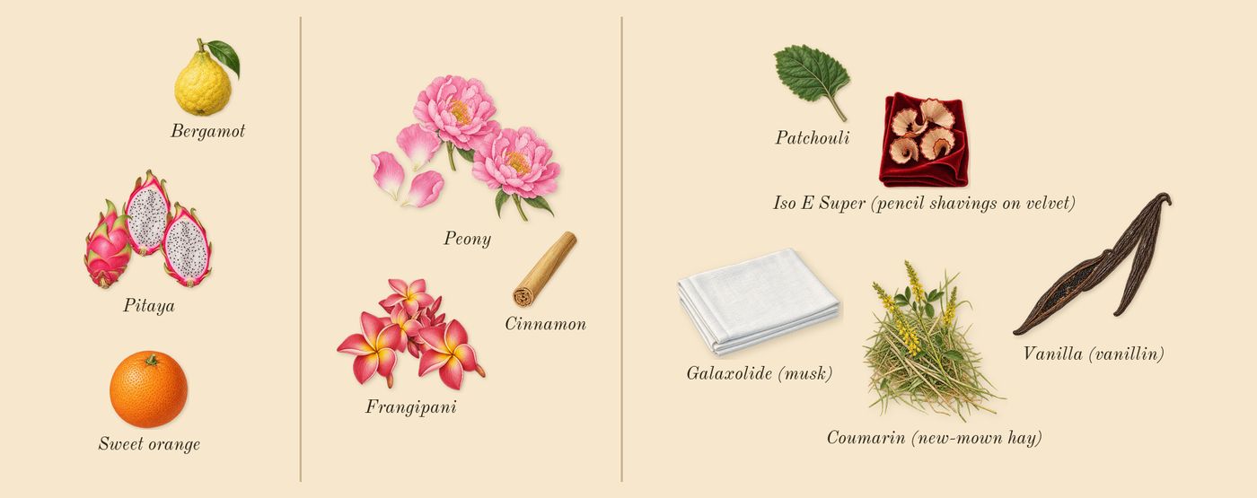 La Bomba’s scent picture, a draft: pitaya, peony, frangipani, vanilla (vanillin), bergamot, patchouli drawn so far; dashed outlines where nothing is drawn yet