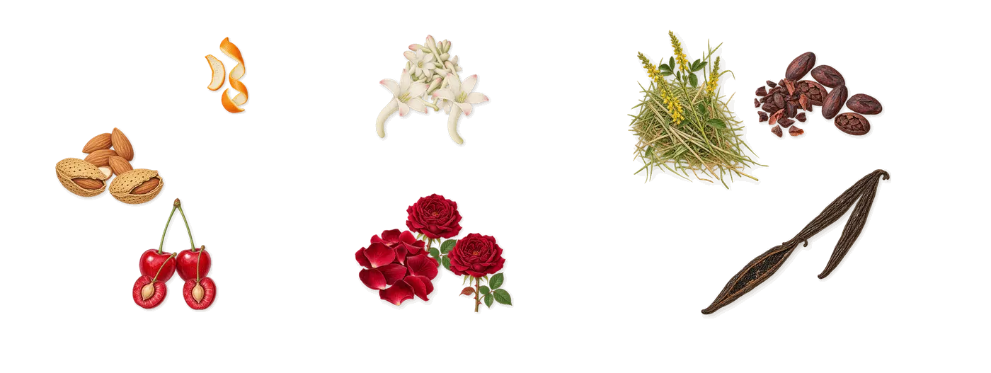Very Good Girl Elixir’s scent picture, a draft: cherry, almond, rose, tuberose, vanilla, cacao drawn so far; dashed outlines where nothing is drawn yet
