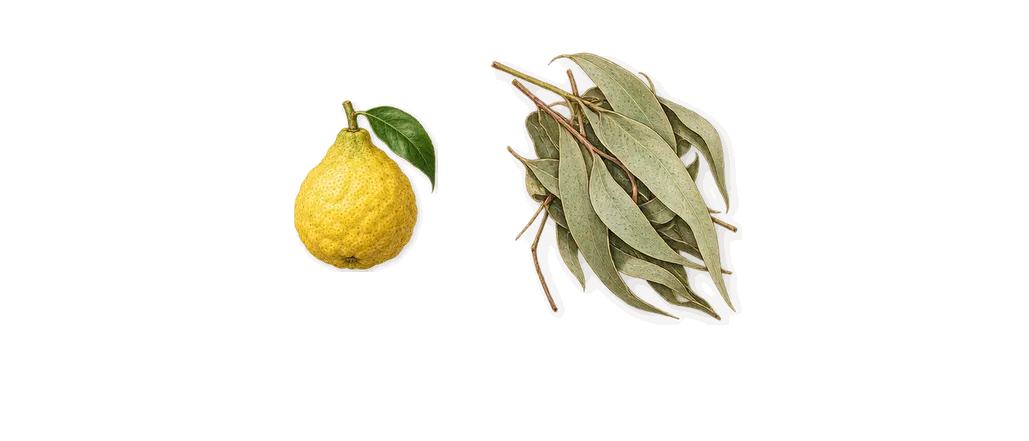 Baiser Volé, when you spray it: Bergamot, Eucalyptus