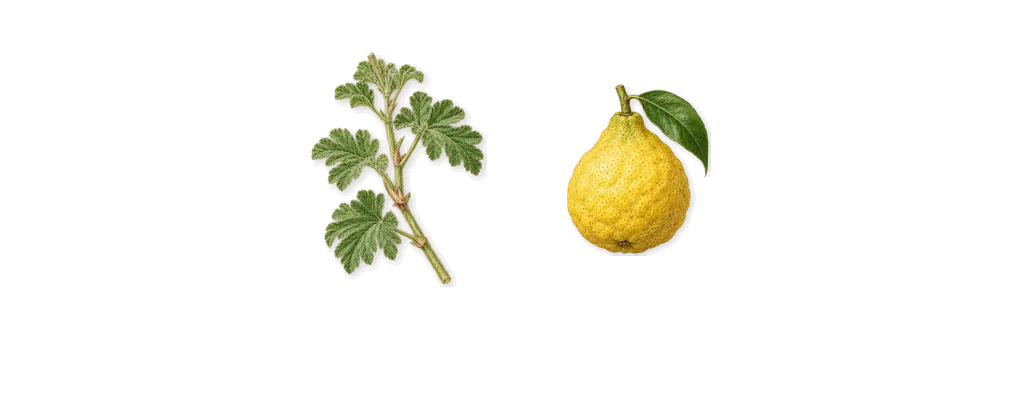 La Panthère, when you spray it: Bergamot, Geranium