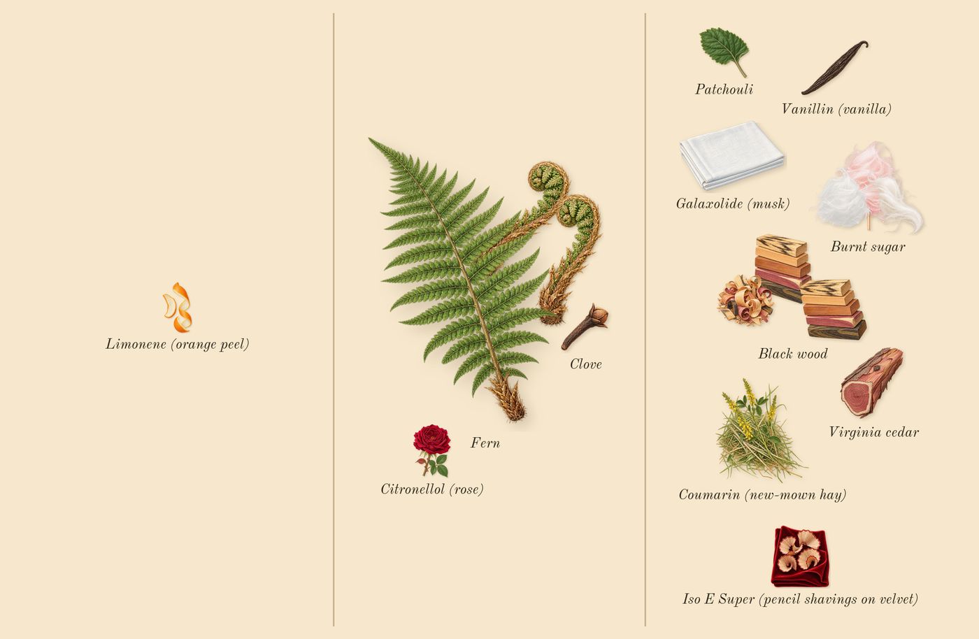 Pasha de Cartier Noir Absolu’s scent picture, a draft: fern, black wood, burnt sugar, patchouli, virginia cedar, clove drawn so far; dashed outlines where nothing is drawn yet