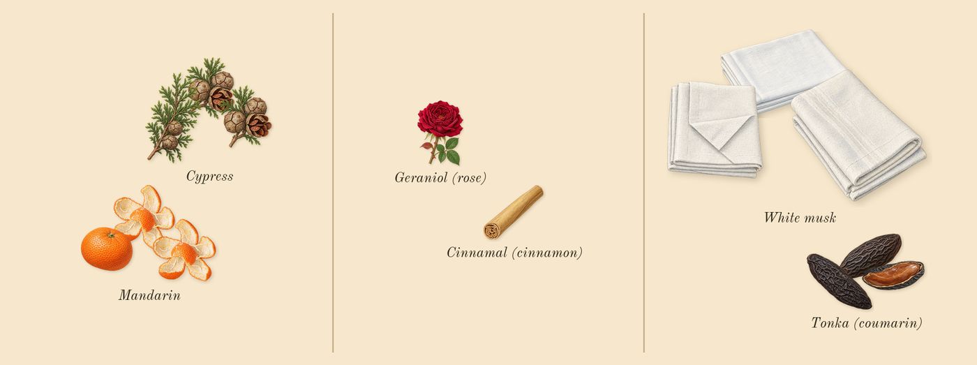 Allure Homme Sport Eau Extrême’s scent picture, a draft: mandarin, cypress, white musk, tonka (coumarin), geraniol (rose), cinnamal (cinnamon) drawn so far; dashed outlines where nothing is drawn yet