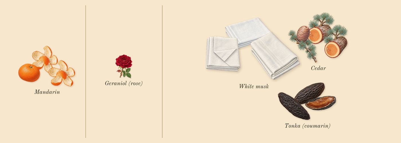 Allure Homme Sport’s scent picture, a draft: mandarin, cedar, tonka (coumarin), white musk, geraniol (rose) drawn so far; dashed outlines where nothing is drawn yet