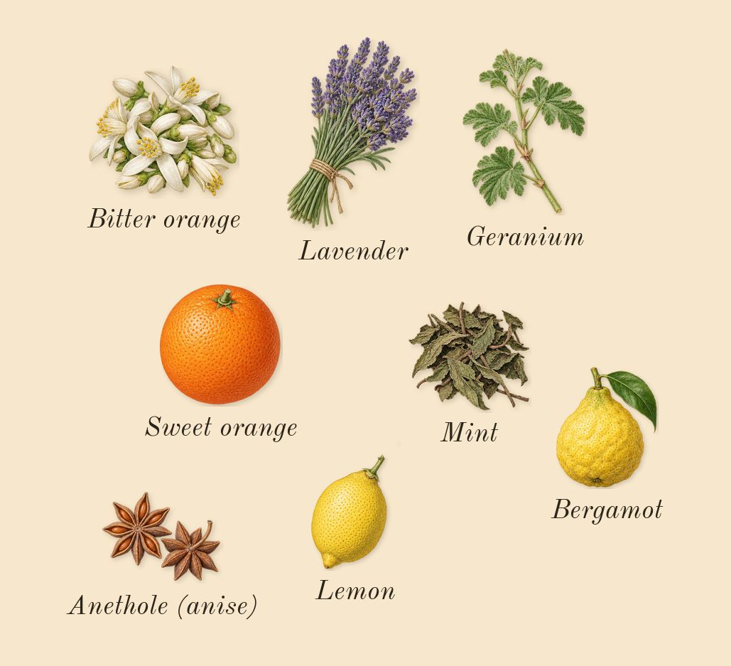 Bleu de Chanel, top notes: Bergamot, Lemon, Lavender, Sweet orange, Bitter orange, Geranium, Mint, Anethole (anise)