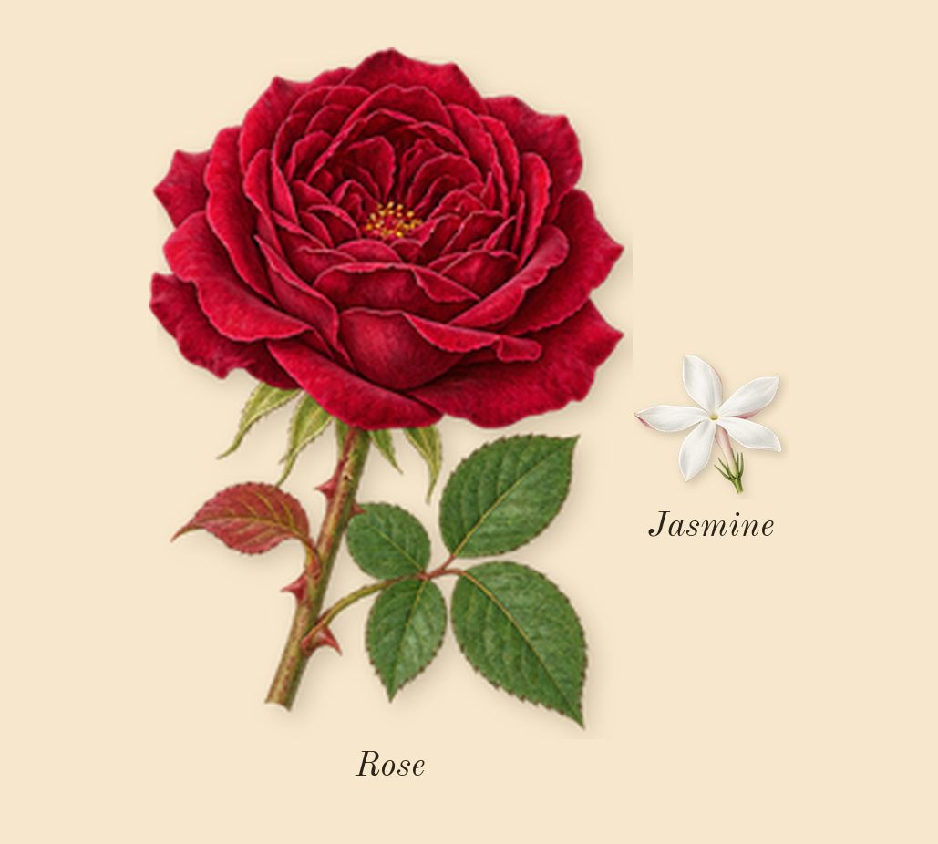 Bleu de Chanel, heart: Jasmine, Rose