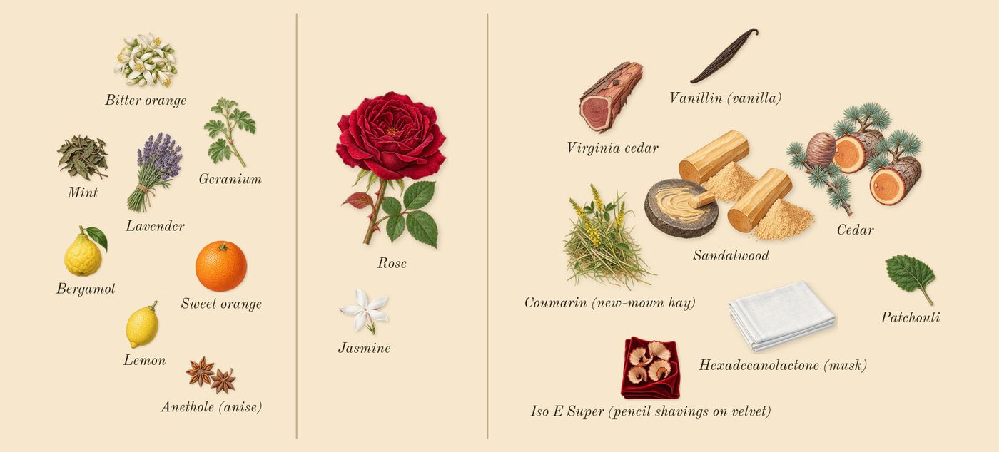 Bleu de Chanel’s scent picture, a draft: cedar, sandalwood, bergamot, virginia cedar, lavender, patchouli drawn so far; dashed outlines where nothing is drawn yet