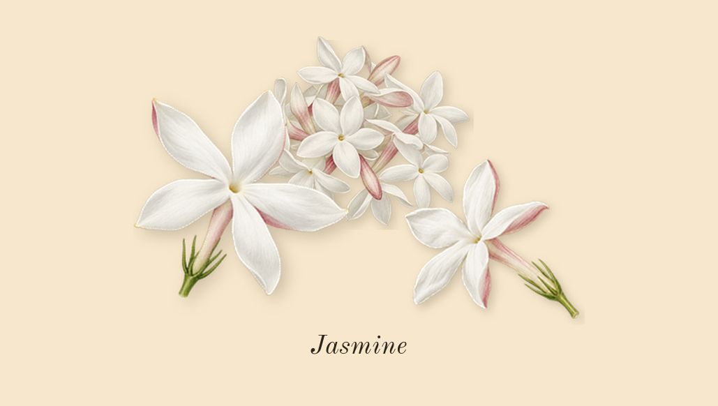 Chance Eau Fraîche, heart: Jasmine