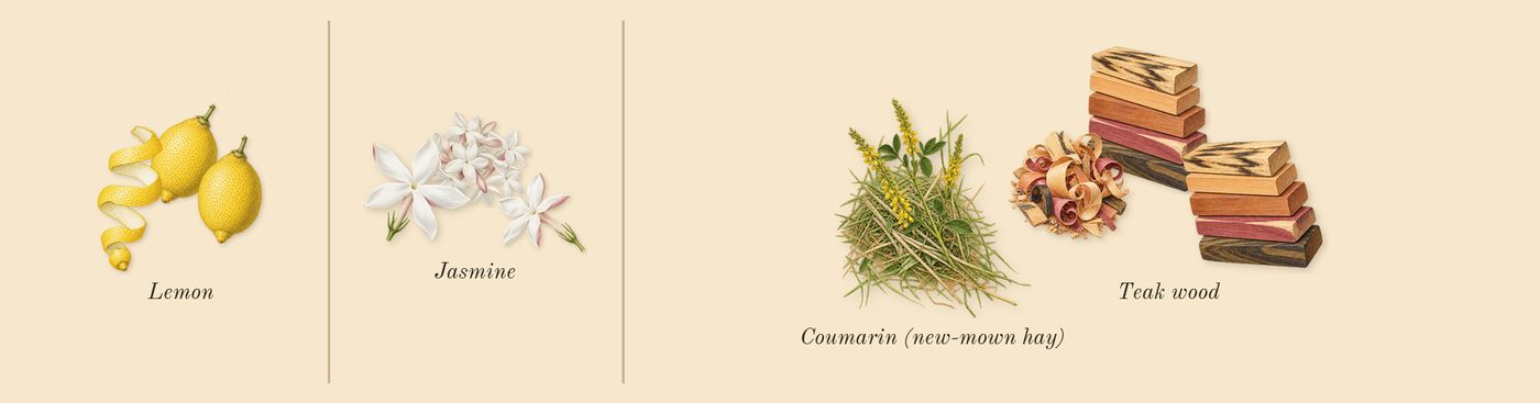 Chance Eau Fraîche’s scent picture, a draft: lemon, jasmine, teak wood, coumarin (new-mown hay) drawn so far; dashed outlines where nothing is drawn yet
