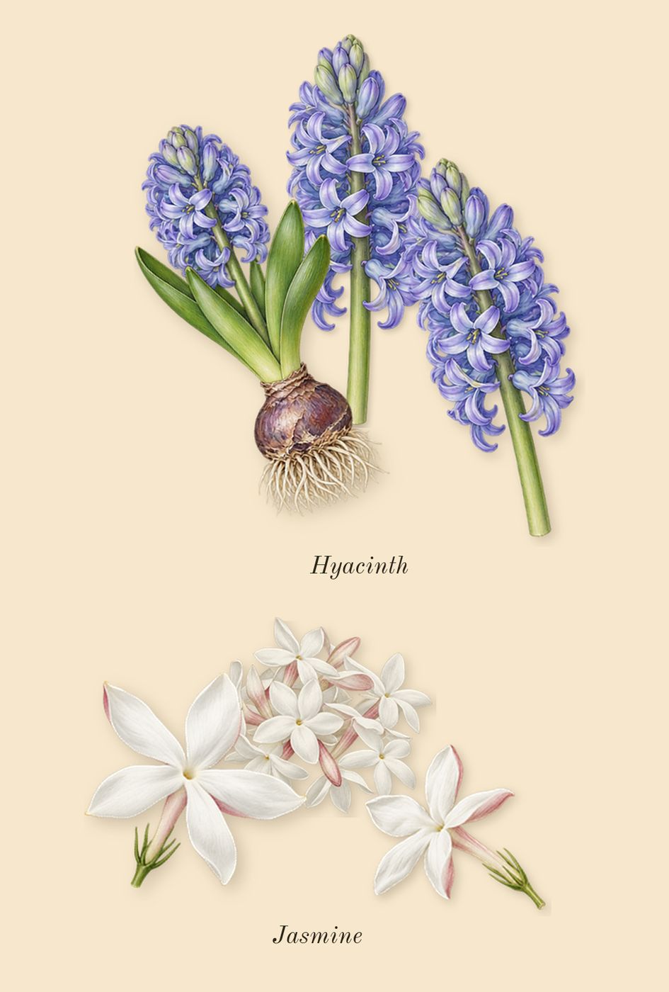 Chance Eau Fraîche, heart: Jasmine, Hyacinth