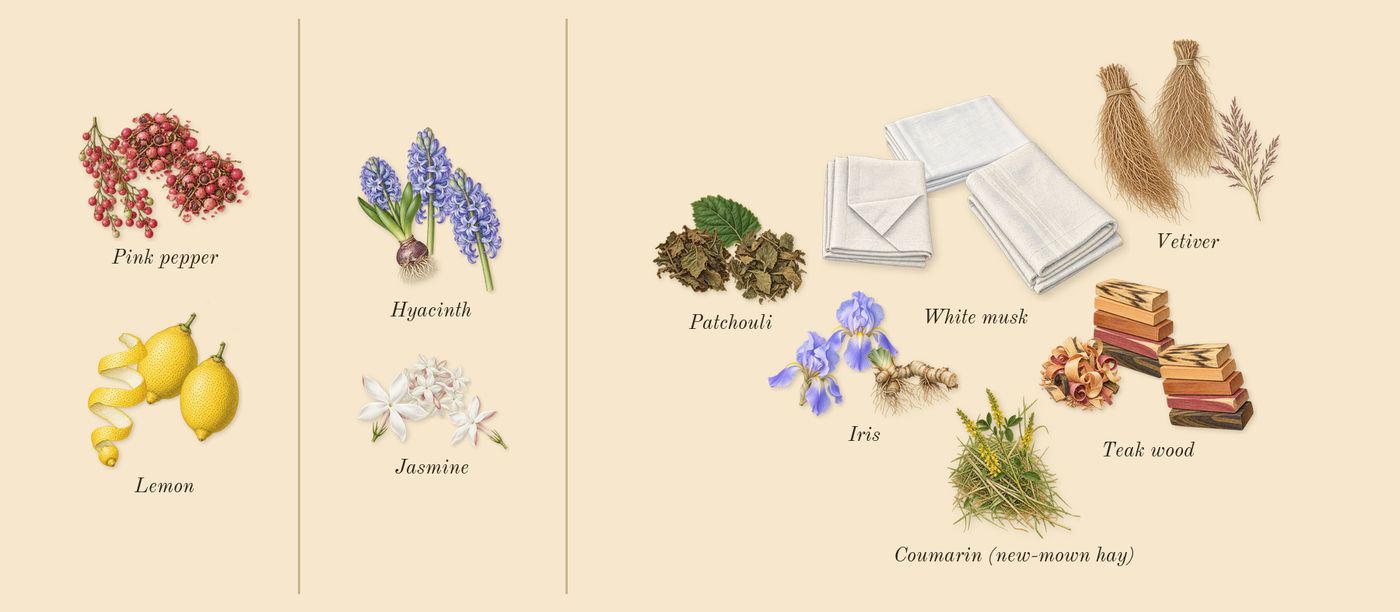 Chance Eau Fraîche’s scent picture, a draft: lemon, jasmine, teak wood, hyacinth, white musk, vetiver drawn so far; dashed outlines where nothing is drawn yet
