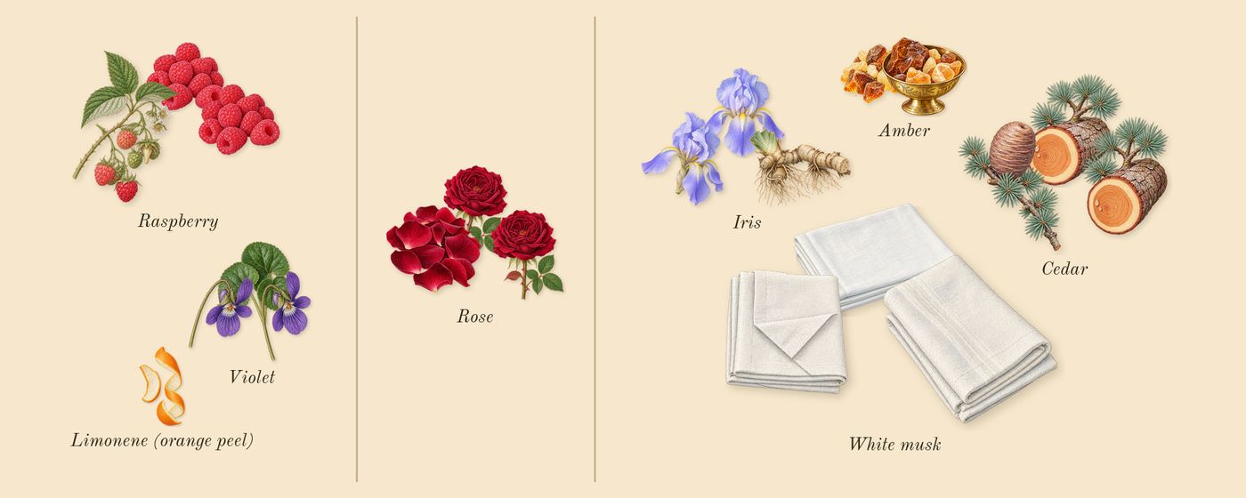 Chance Eau Splendide’s scent picture, a draft: raspberry, rose, iris, cedar, white musk, violet drawn so far; dashed outlines where nothing is drawn yet