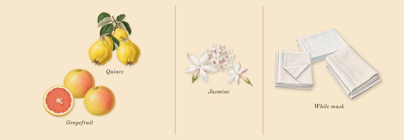 Chance Eau Tendre’s scent picture, a draft: grapefruit, quince, jasmine, white musk drawn so far; dashed outlines where nothing is drawn yet