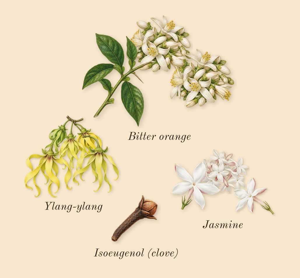 Coco, heart: Jasmine, Ylang-ylang, Bitter orange, Isoeugenol (clove)