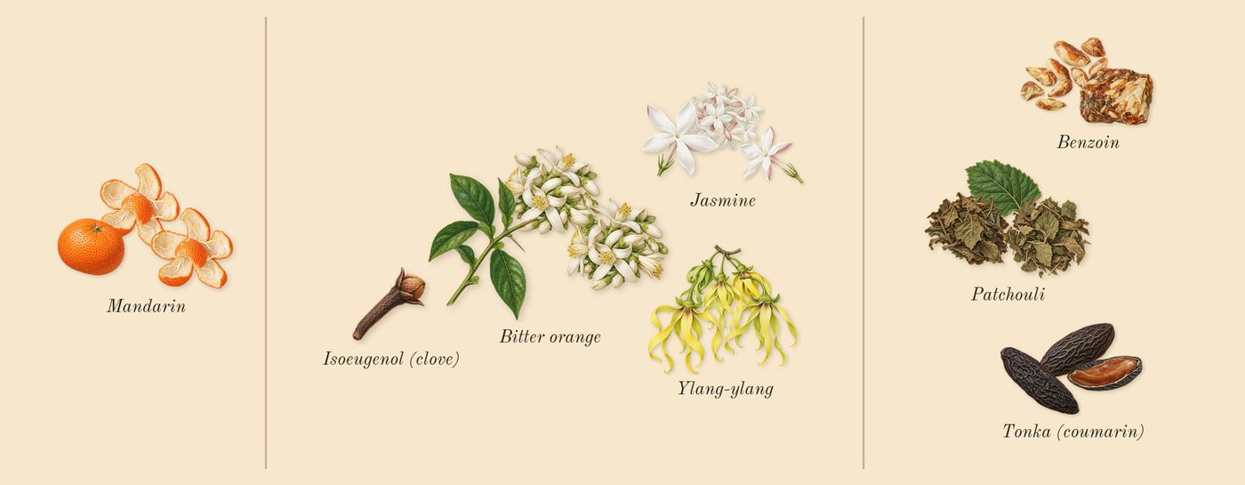 Coco’s scent picture, a draft: mandarin, jasmine, ylang-ylang, bitter orange, patchouli, benzoin drawn so far; dashed outlines where nothing is drawn yet