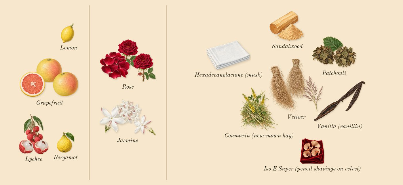 Coco Mademoiselle Crush Absolu’s scent picture, a draft: lychee, grapefruit, rose, jasmine, patchouli, vanilla (vanillin) drawn so far; dashed outlines where nothing is drawn yet