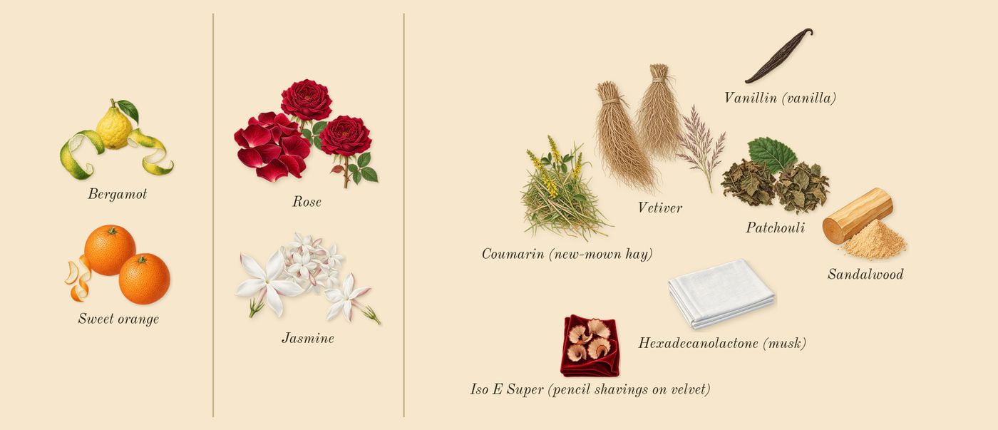 Coco Mademoiselle’s scent picture, a draft: sweet orange, jasmine, rose, patchouli, vetiver, bergamot drawn so far; dashed outlines where nothing is drawn yet