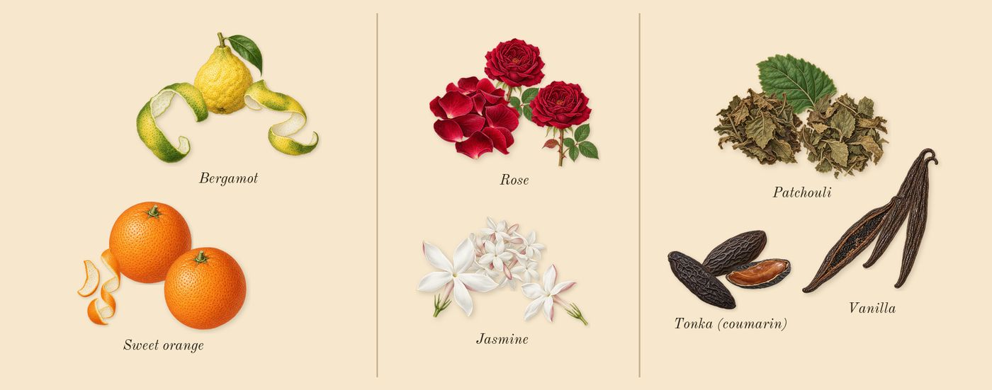 Coco Mademoiselle’s scent picture, a draft: patchouli, tonka (coumarin), vanilla, bergamot, sweet orange, rose drawn so far; dashed outlines where nothing is drawn yet