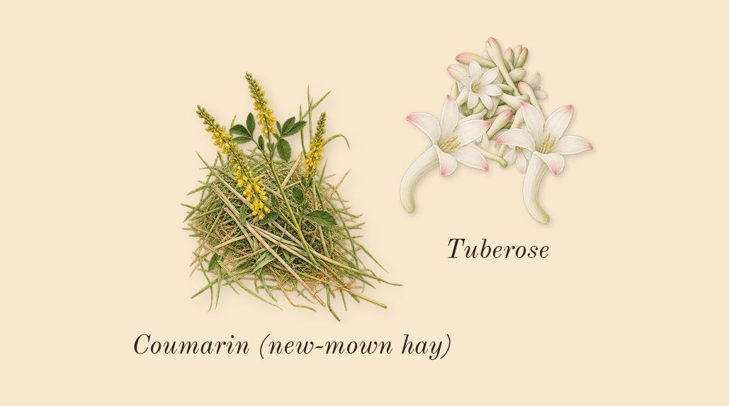 Gabrielle, dry-down: Tuberose, Coumarin (new-mown hay)