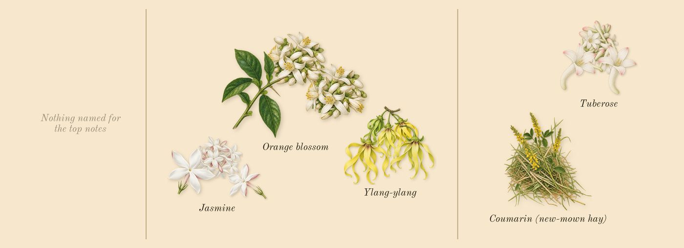 Gabrielle’s scent picture, a draft: jasmine, ylang-ylang, orange blossom, tuberose, coumarin (new-mown hay) drawn so far; dashed outlines where nothing is drawn yet