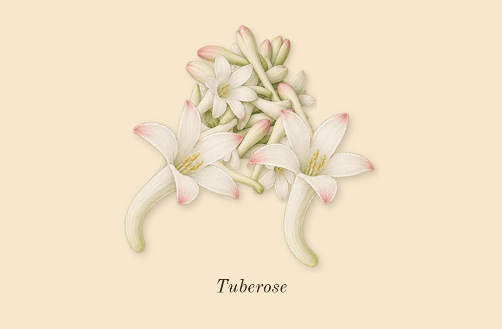 Gabrielle Essence, dry-down: Tuberose