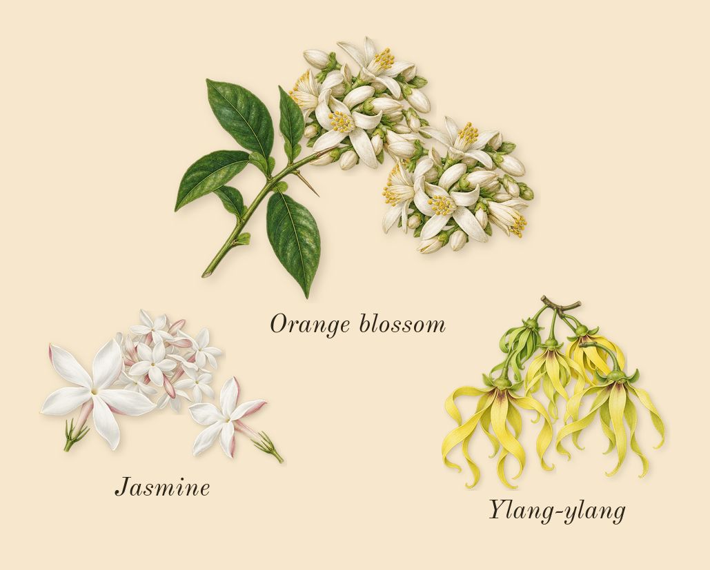 Gabrielle Essence, heart: Jasmine, Ylang-ylang, Orange blossom