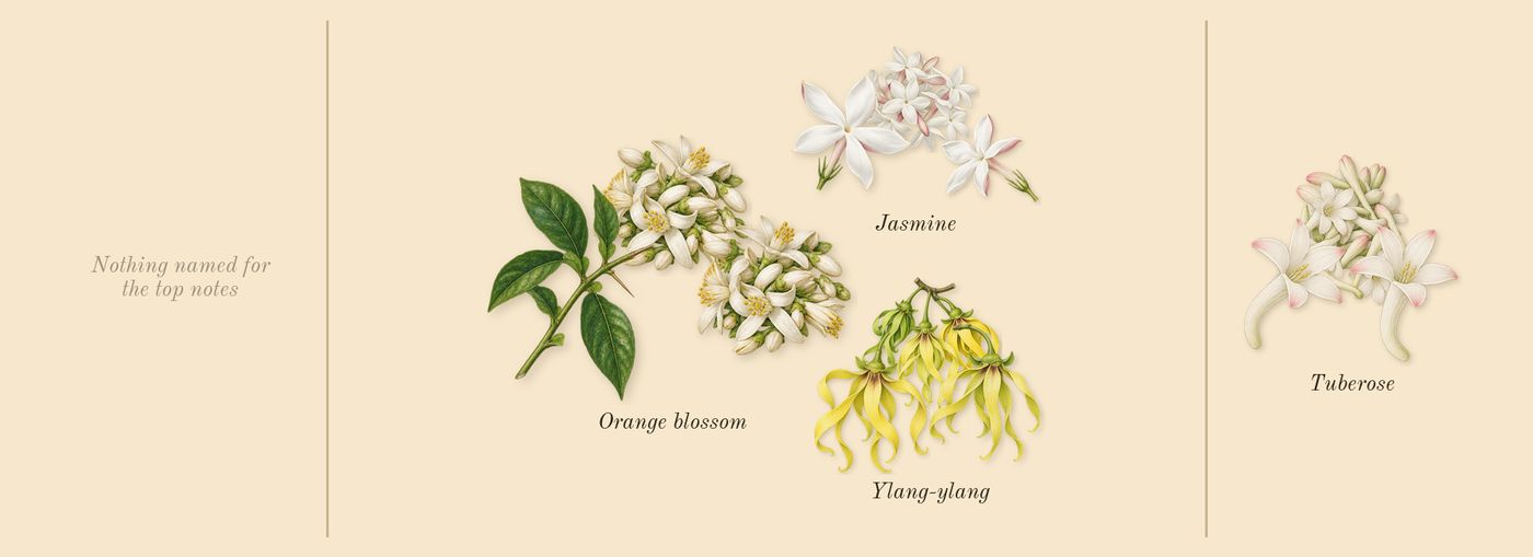 Gabrielle Essence’s scent picture, a draft: jasmine, ylang-ylang, orange blossom, tuberose drawn so far; dashed outlines where nothing is drawn yet