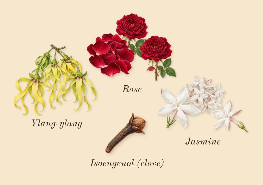 No. 5, heart: Rose, Jasmine, Ylang-ylang, Isoeugenol (clove)