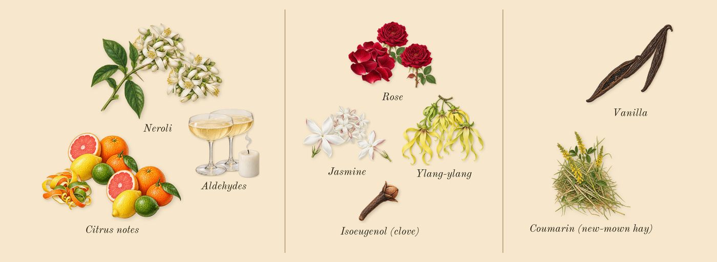 No. 5’s scent picture, a draft: rose, jasmine, citrus notes, aldehydes, vanilla, neroli drawn so far; dashed outlines where nothing is drawn yet