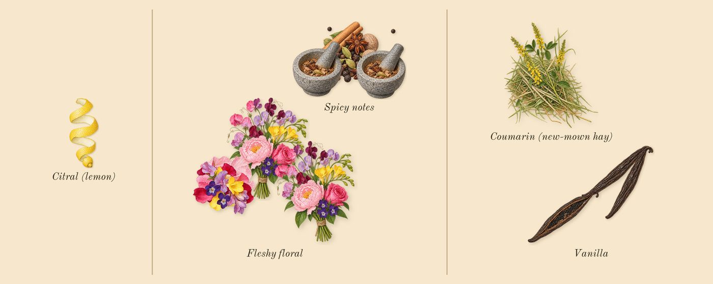 Atelier des Fleurs Vanilla Planifolia’s scent picture, a draft: vanilla, spicy notes, fleshy floral, coumarin (new-mown hay), citral (lemon) drawn so far; dashed outlines where nothing is drawn yet