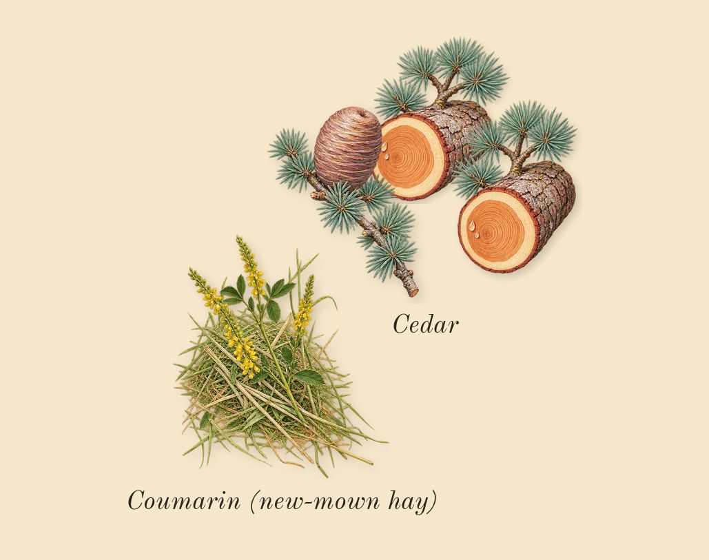 Love Story, dry-down: Cedar, Coumarin (new-mown hay)