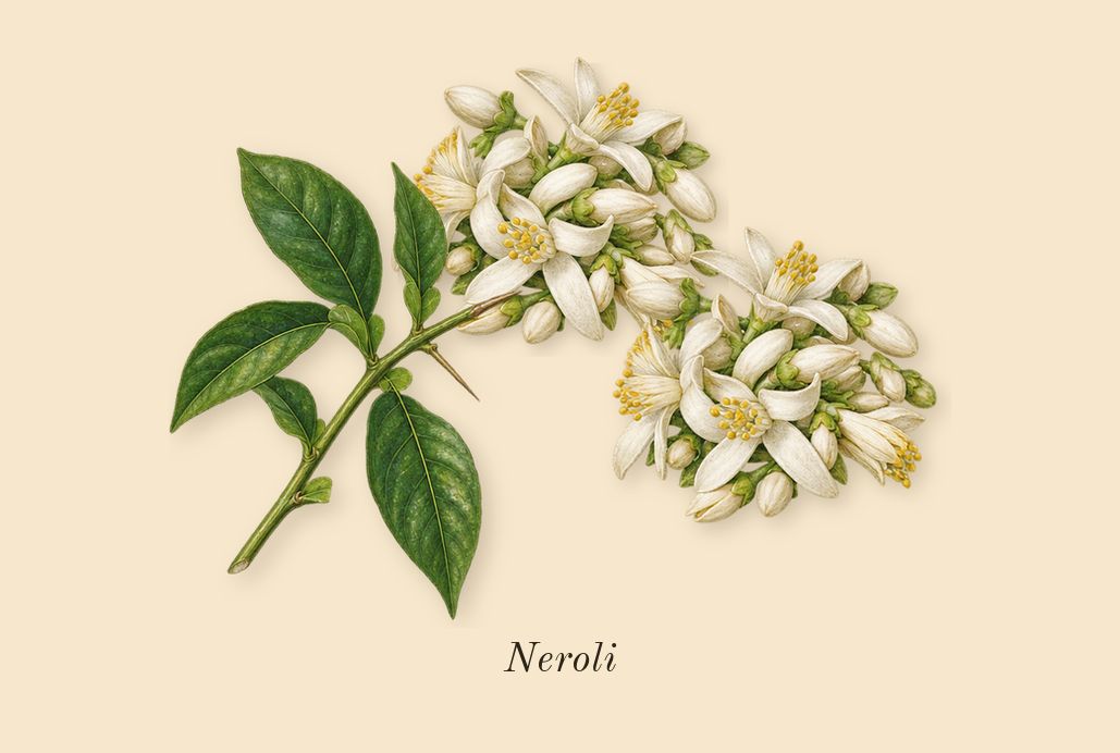 Love Story, top notes: Neroli