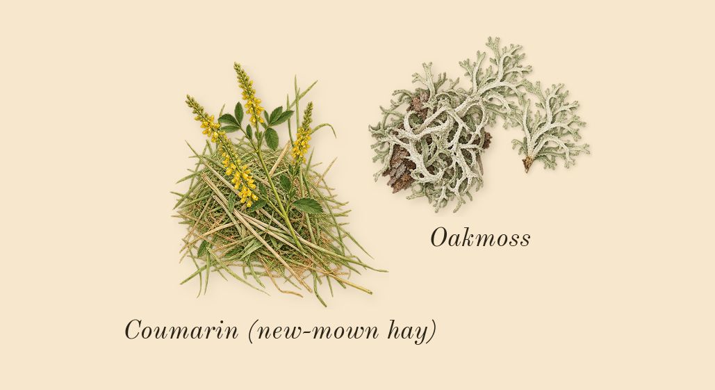 Nomade, dry-down: Oakmoss, Coumarin (new-mown hay)