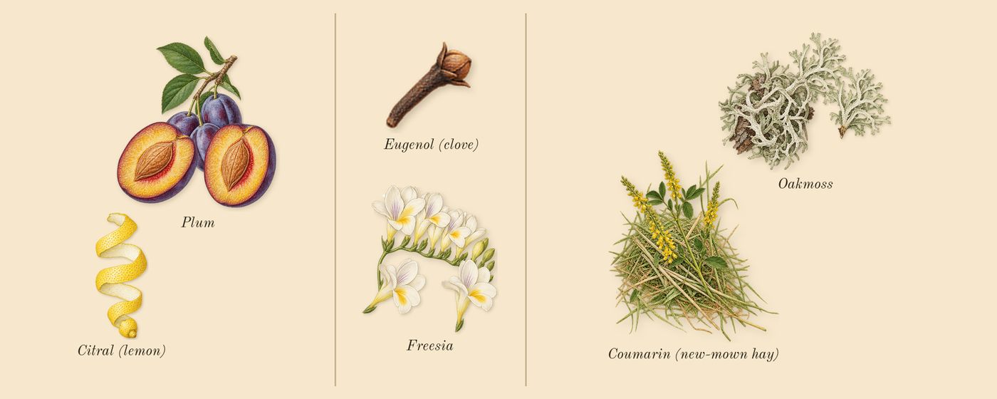 Nomade’s scent picture, a draft: plum, freesia, oakmoss, coumarin (new-mown hay), citral (lemon), eugenol (clove) drawn so far; dashed outlines where nothing is drawn yet