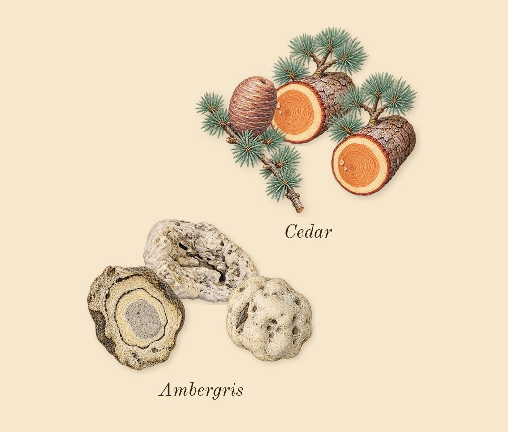 Chloé, dry-down: Cedar, Ambergris