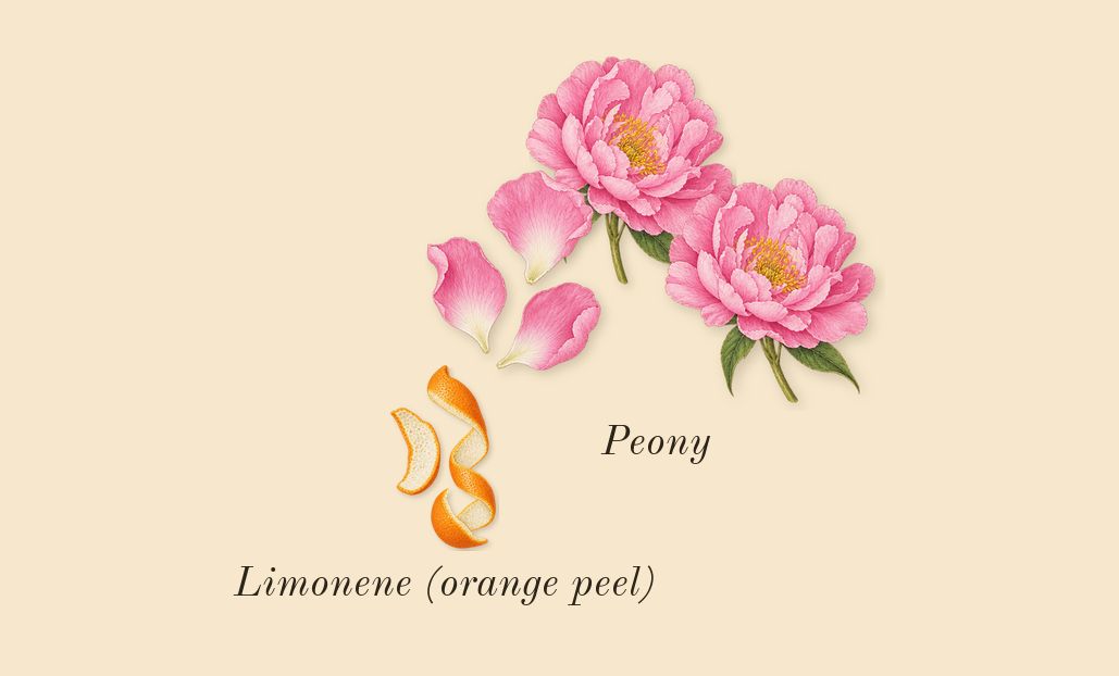 Chloé, top notes: Peony, Limonene (orange peel)