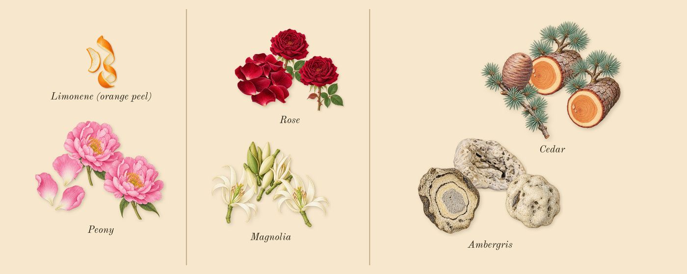 Chloé’s scent picture, a draft: peony, rose, magnolia, cedar, ambergris, limonene (orange peel) drawn so far; dashed outlines where nothing is drawn yet
