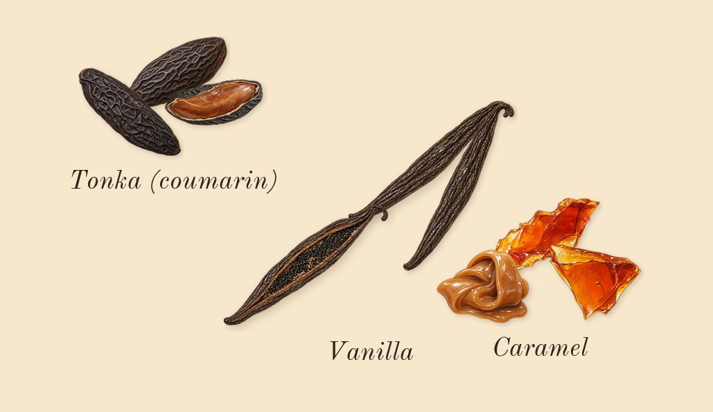 Wish, dry-down: Caramel, Tonka (coumarin), Vanilla