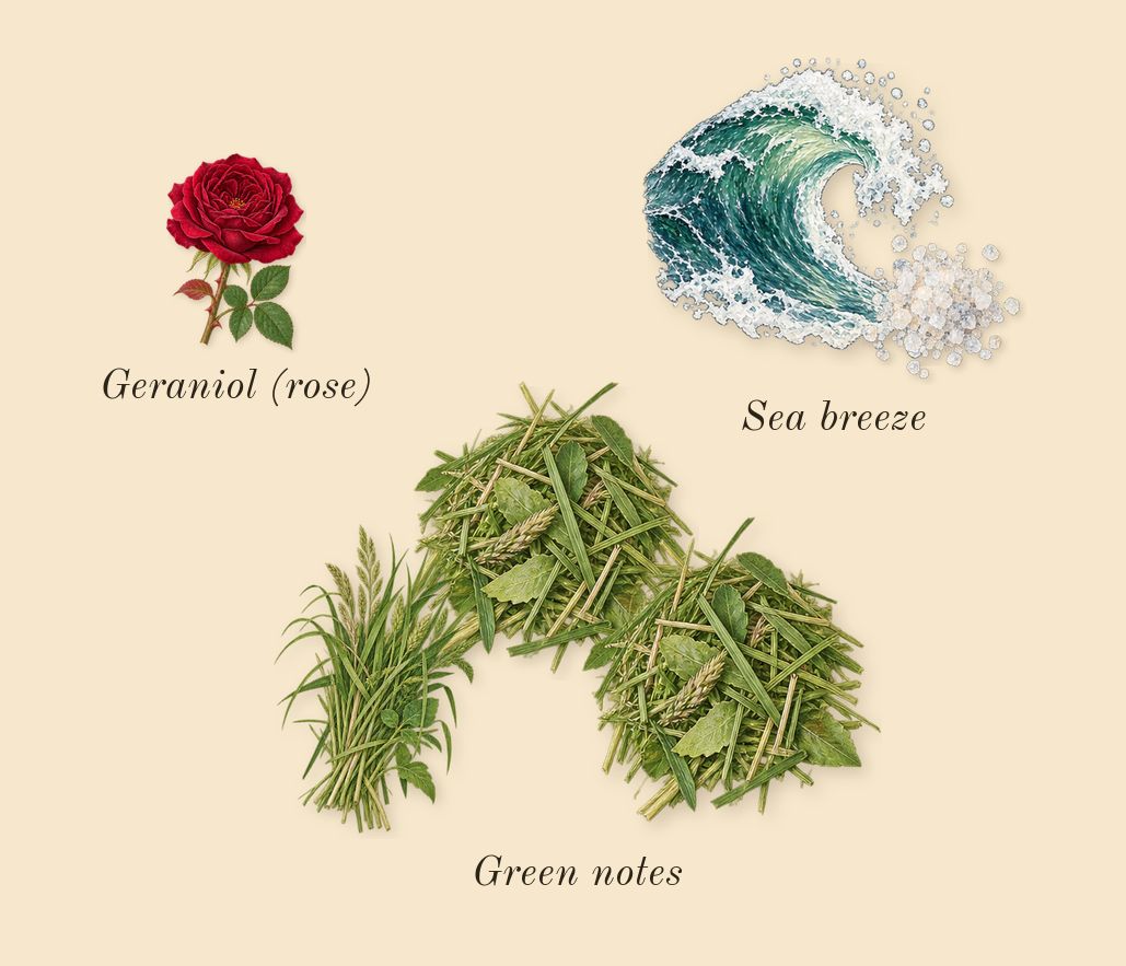 Happy For Men, heart: Sea breeze, Green notes, Geraniol (rose)