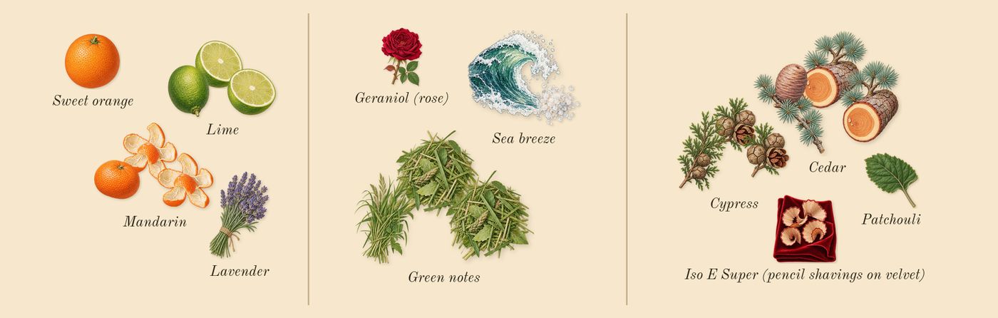 Happy For Men’s scent picture, a draft: lime, mandarin, sea breeze, green notes, cedar, cypress drawn so far; dashed outlines where nothing is drawn yet
